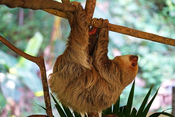 Hanging out! Gamboa sloth sanctuary, Panama