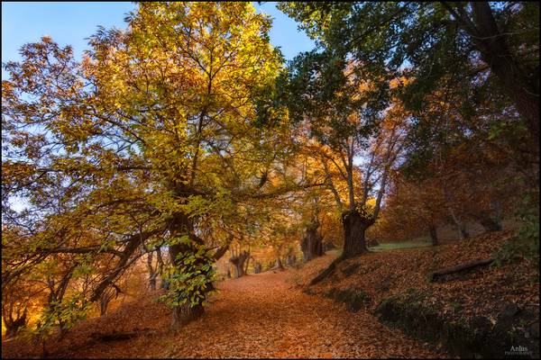 otoño en el valle del genal.
