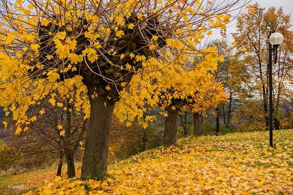 Autumn colours