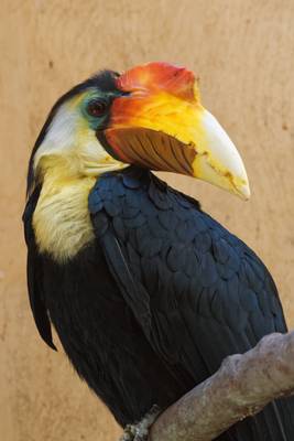 Wrinkled Hornbill, Marwell Zoo