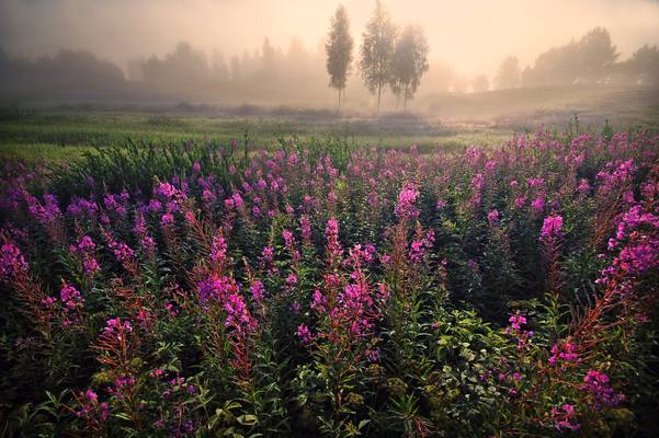 Summer meadow in morning lights