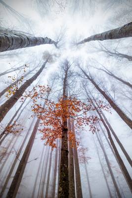 Red leaves (Monte Amiata)