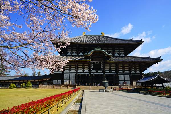 Beautiful cherry blossom at the Tōdai-ji Temple, Nara