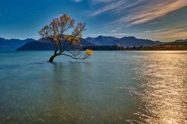Wanaka Tree - Lake Wanaka, New Zealand