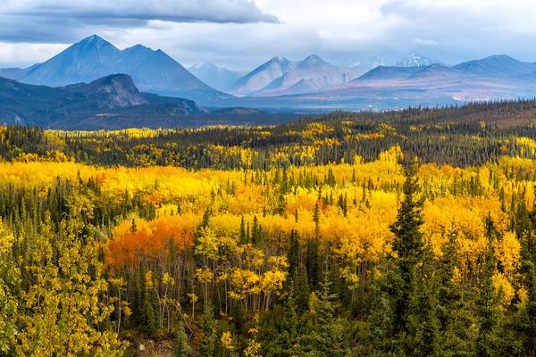 Fall Colour at Denali