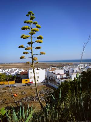 Conil de la Frontera. Cádiz
