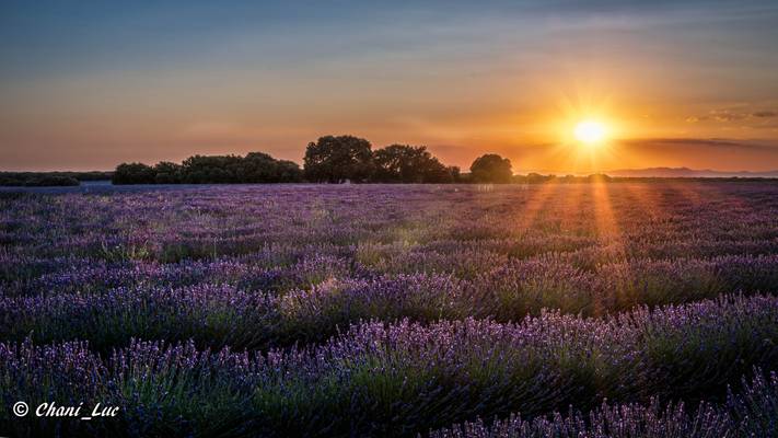 Brihuega, cultivos de lavanda 2