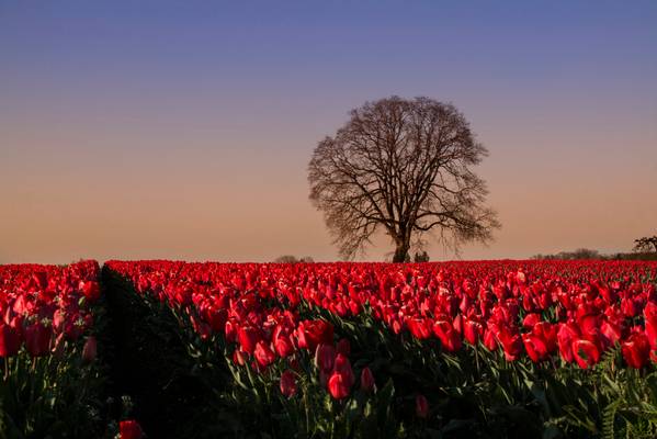 Lone tree and red tulips, Oregon