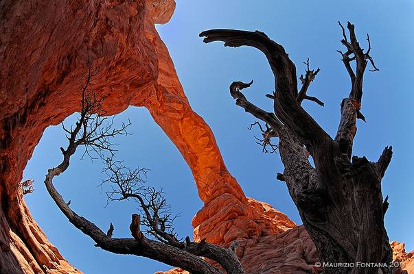 Arches tree