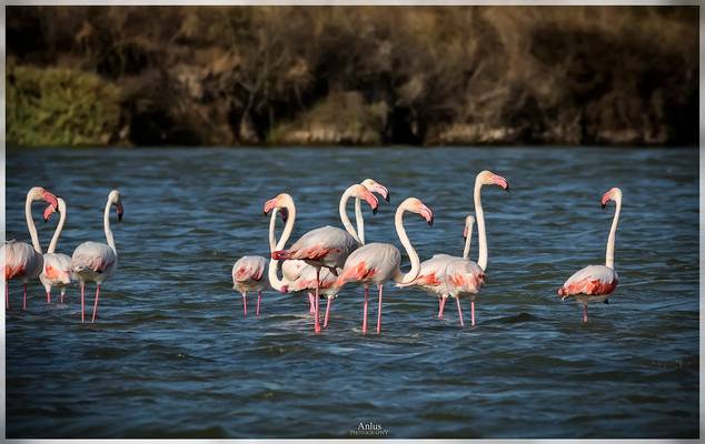 grupo de flamencos.