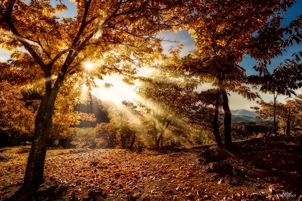 rayos de otoño.