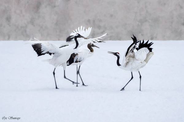 Red-crowned cranes family