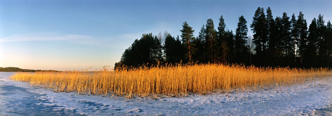 Bed of reeds