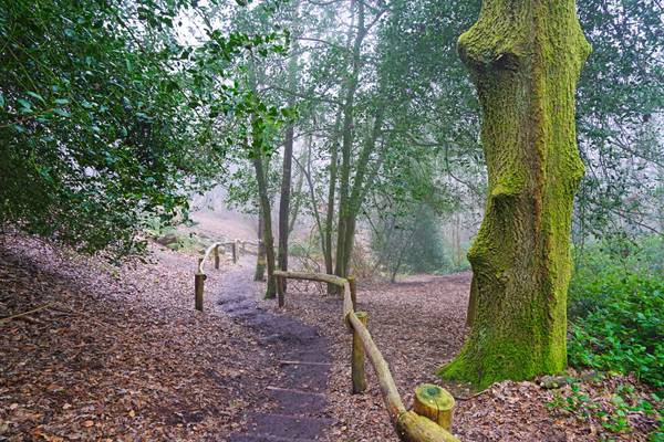 Fairy tale woods of Leith Hill, Surrey, England
