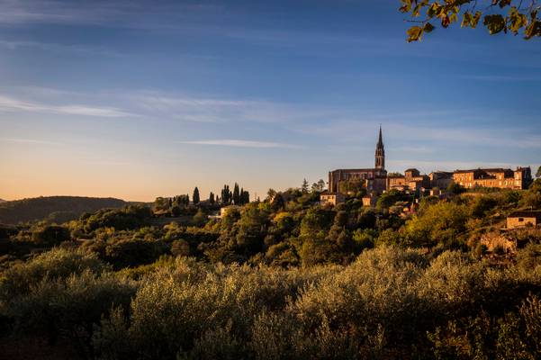 First light over the Olive grove