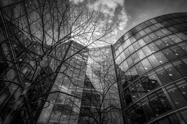 Trees, Glass & Steel