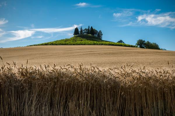 Collina monferrina (AL)