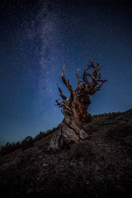 Stars at Bristlecone Pine Forest