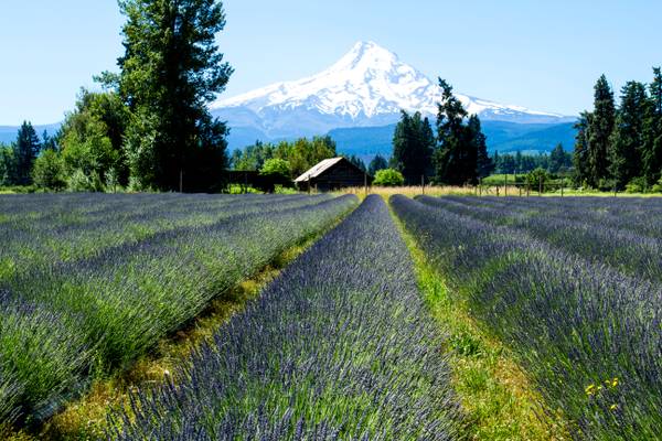Lavender Valley, Mt. Hood, Oregon
