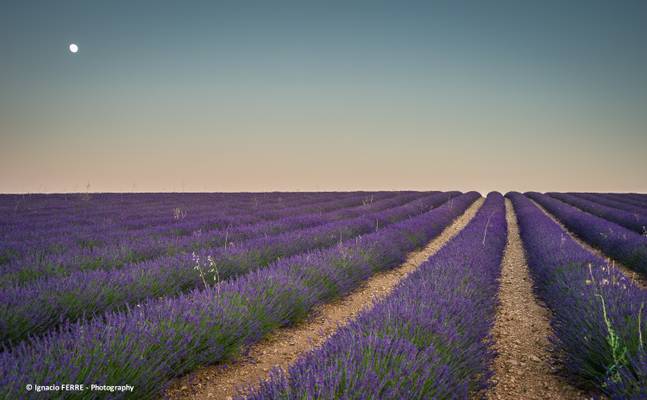 Lavender field