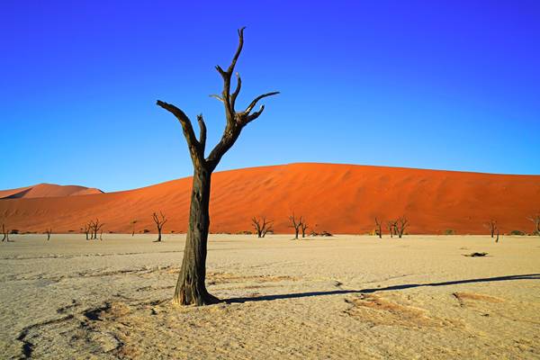 Might be on another planet! Deadvlei, Namibia