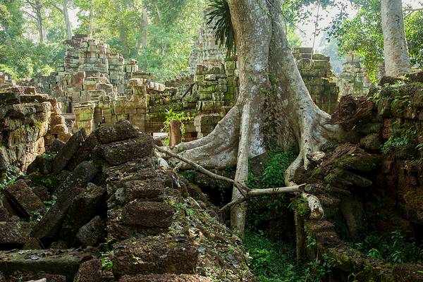 Tropical forest engulfed khmer temple