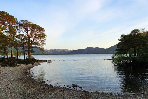 Little bay with pine trees, Killarney lakes, Kerry