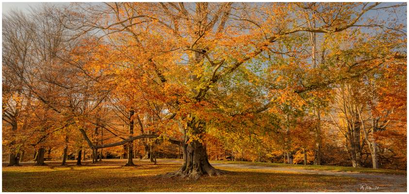 Autumn beech