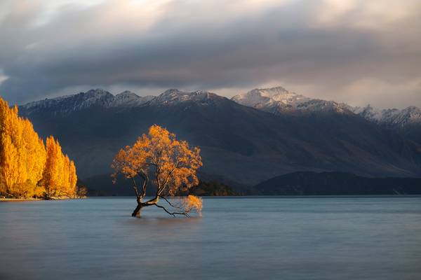 Wanaka Tree