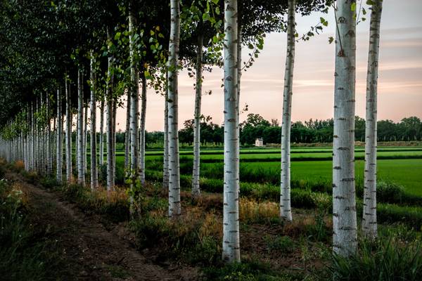 Paesaggio padano (AL)