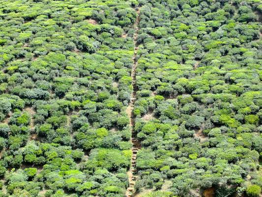 Tea plantations, Nuwara Eliya, Sri Lanka - නුවරඑළිය, ශ්‍රී ලංකාව