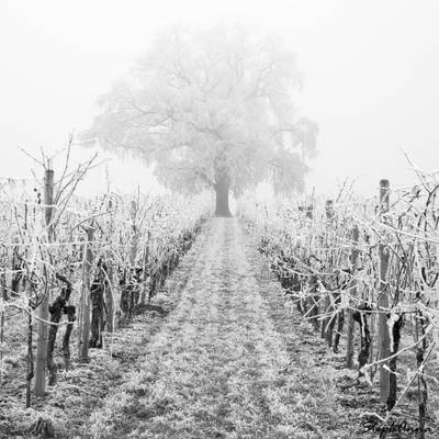 Ghost tree