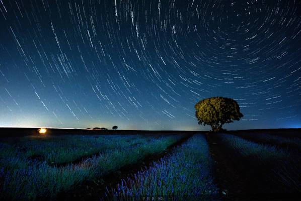 Stars dancing in circles on the Lavender field