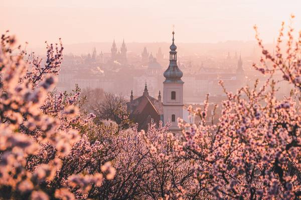 Blooming Prague