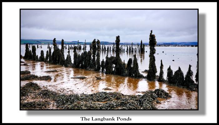 Langbank Timber Ponds