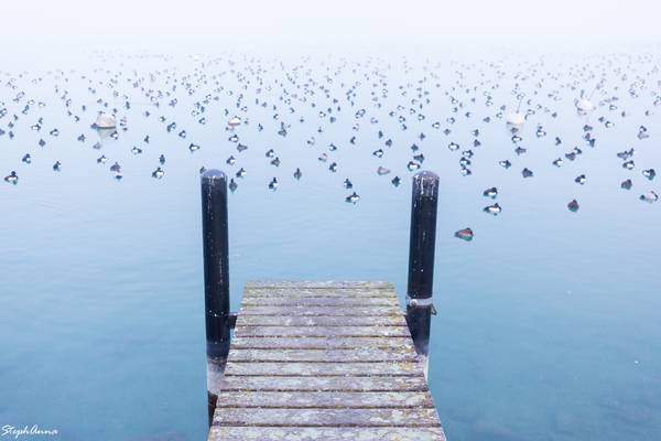 Bird dormitory