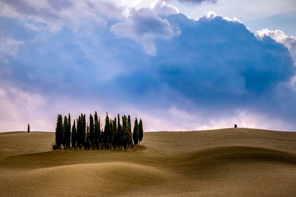 I Cipressi di S.Quirico (SI)