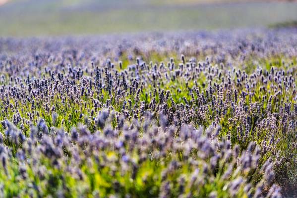 Lavender in Focus