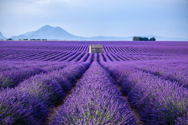 Waves of lavender 2 (Provenza)