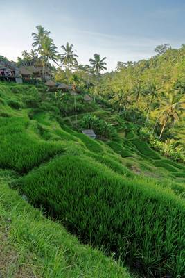 Rice field terracing viewed from Tegalalang