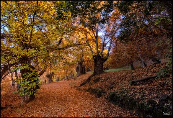 otoño valle del genal 2