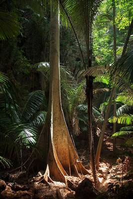 Railay rain forest