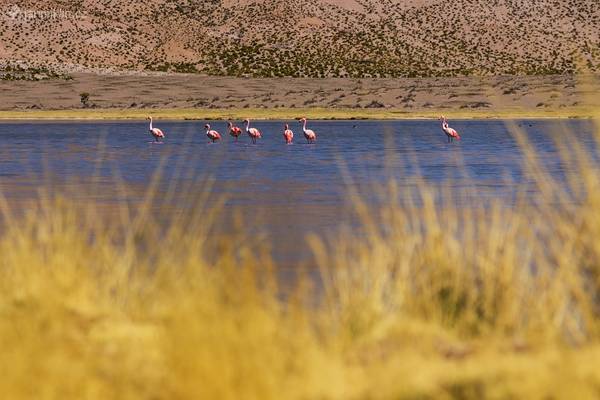 James Flamingo, Laguna Arabilla