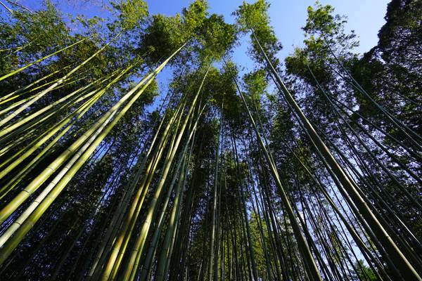 Stunning bamboo touching the sky, Arashiyama, Kyoto
