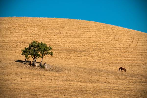 The horse and the ancient tree (CL)