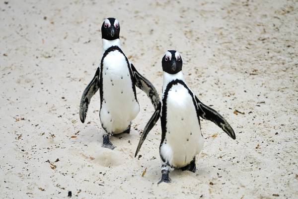 Together forever! Boulders Beach, South Africa