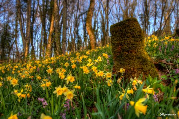 Les belles jonquilles