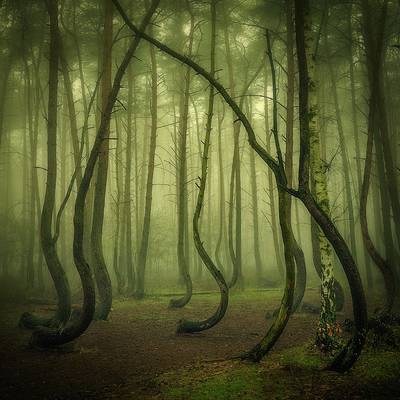 Crooked Forest