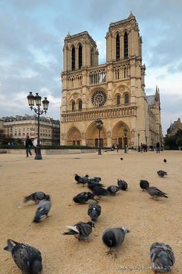 Notre Dame birds