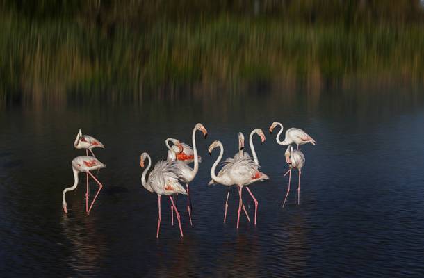 Flamingos in Camargue